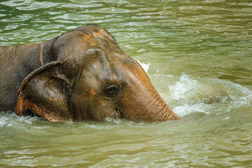 Close up of an Asian elephant partially submerged in a calm river, gently moving through the water during a peaceful bath in Thailand