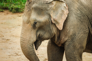 Close-up portrait of Asian elephant walking across sandy ground, detailed skin texture and ear patterns in natural daylight wildlife scene