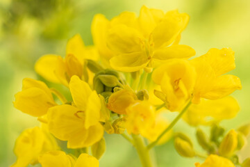 canola flower