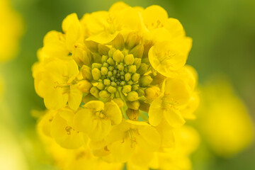 canola flower
