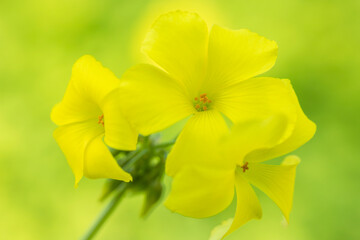 buttercup oxalis