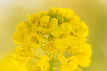 canola flower