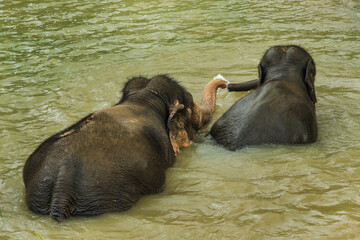 Two Asian elephants bathing and interacting in a shallow river in Thailand, rear view showing raised trunk, splashing water, and natural wildlife behavior in a tropical environment
