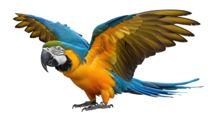 Fototapete Papagei Isolated blue-and-yellow macaw perched, beautiful wings spread open, stunning colorful bird  © Hachi