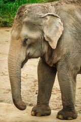 Asian elephant standing on sandy ground in Thailand, close-up view showing wrinkled skin, curved trunk, and detailed ear texture in natural daylight