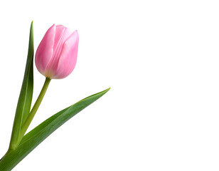 Naklejka premium A single pink tulip on a black background, with green stem and leaves