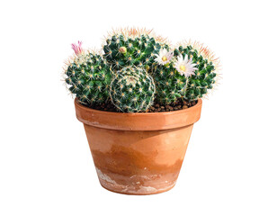 Tiny, blooming desert plants in a terracotta pot