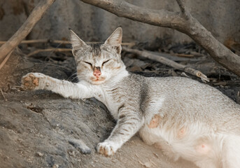 A mother tabby cat resting comfortably on the ground under the shelter of tree branches.