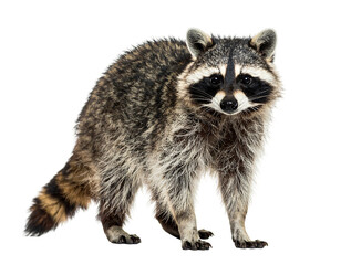 A fluffy raccoon with distinctive eye mask stands on all fours