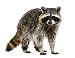 A fluffy raccoon with distinctive eye mask stands on all fours