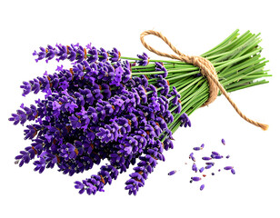 A tied bundle of vibrant purple lavender stems with scattered buds