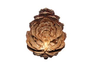 Intricately layered, textured cone unfolds in warm earthy tones