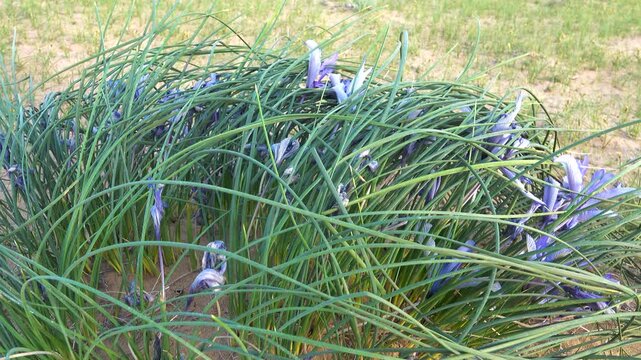 Desert Iris (iris tenuifolia). Areg. Spring in the White Desert (Akkum), where the Aral Sea once stood. Carex arenaria around