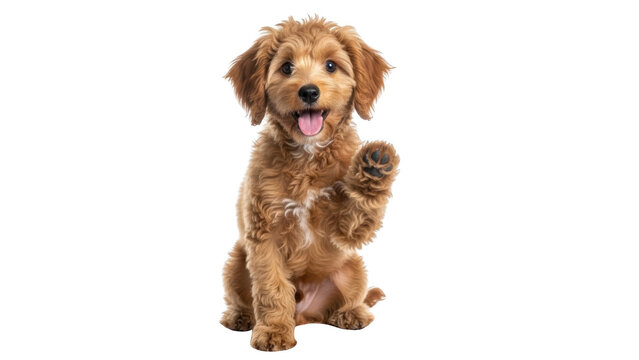 Adorable Goldendoodle puppy sitting with paw raised on white background.