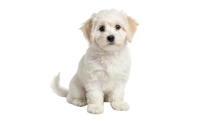 Obraz premium Adorable white fluffy puppy sitting on a clean white background.