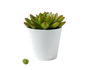 Small green succulent plant in a white pot, with a single green berry nearby