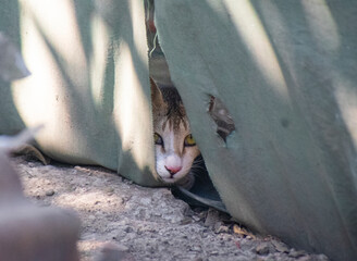 A beautiful white and grey calico cat peering through green leaves with intense yellow eyes.