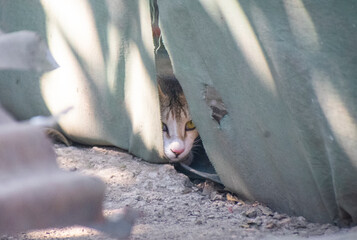 A beautiful white and grey calico cat peering through green leaves with intense yellow eyes.