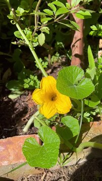 Bee Pollinating Pumpkin Flower - Abelha polinizando flor de moranga