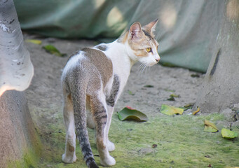 A beautiful white and grey calico cat peering through green leaves with intense yellow eyes.