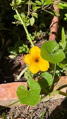 Bee Pollinating Pumpkin Flower - Abelha polinizando flor de moranga