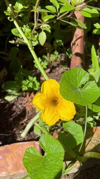 Bee Pollinating Pumpkin Flower - Abelha polinizando flor de moranga