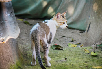 A beautiful white and grey calico cat peering through green leaves with intense yellow eyes.