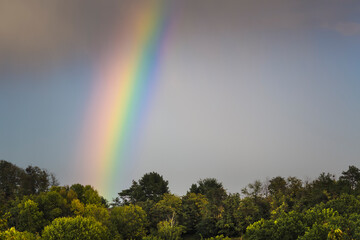 Bright Colorful Rainbow over Lush Green Forest After Summer Rain