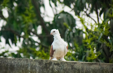 Two beautiful white fancy pigeons perching together on a wall against a lush green background.