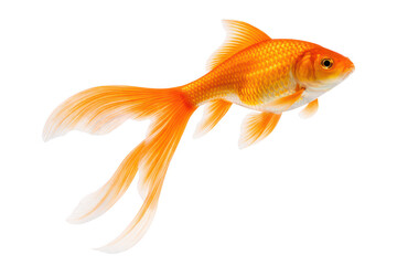 Fototapeta premium Goldfish illustration, flowing fins, vibrant orange, isolated on transparent background 