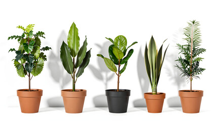 Obraz premium Botanical Showcase: A curated collection of diverse potted plants, each thriving in its own pot. Their vibrant foliage brings a touch of nature indoors, casting intriguing shadows on the backdrop.