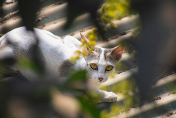 A beautiful white and grey calico cat peering through green leaves with intense yellow eyes.