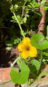 Bee Pollinating Pumpkin Flower - Abelha polinizando flor de moranga