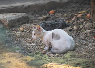 A mother tabby cat resting comfortably on the ground under the shelter of tree branches.