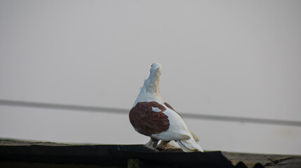 Two beautiful white fancy pigeons perching together on a wall against a lush green background.