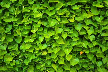 Fototapeta premium Lush Green Foliage Texture - Vibrant Leaf Background