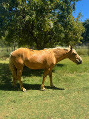 Obraz premium Countryside Horses