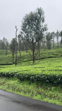 A peaceful hill road running through lush tea plantations in Valparai, Tamil Nadu, set in the Western Ghats.