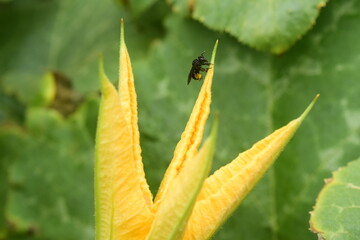 Flor macho de planta jerimum com abelha sem ferr&atilde;o pousada vista em detalhe