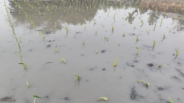 taro plants planted in rows in muddy water field