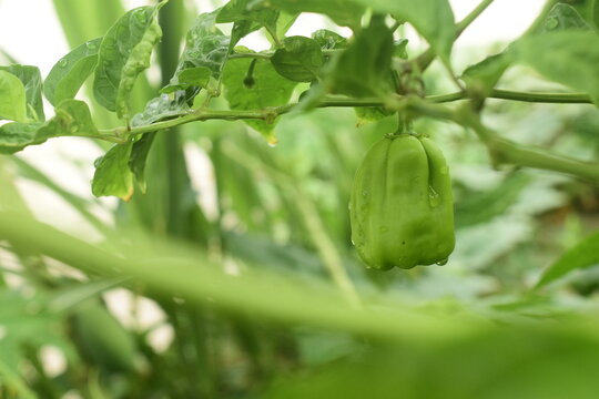 Linda pimentinha de cheiro crescendo no galho da planta, cultivo agro florestal, planta&ccedil;&atilde;o org&acirc;nica da verdura
