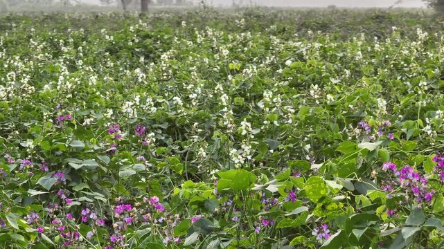 Close-up view of bean plants with green leaves and blooming purple and white flowers in agricultural field