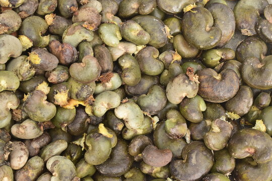 Castanhas de caju verdes decastanhadas, coleta das nozes do cajueiro, textura da castanha da fruta