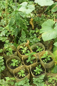 Cultivo de mudas de p&eacute; de tangerina, pequenas &aacute;rvores da fruta c&iacute;trica crescendo ao redor de v&aacute;rias planta em agrofloresta