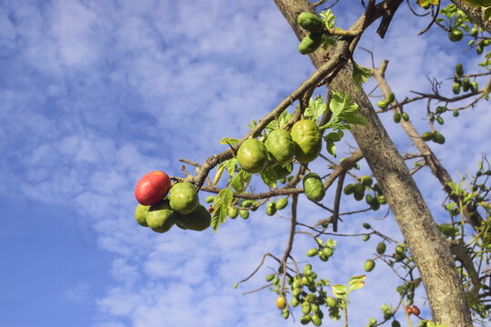 Galho da &aacute;rvore de seriguela carregada de frutos verdes e maduros e c&eacute;u azulado, &eacute;poca de colheita