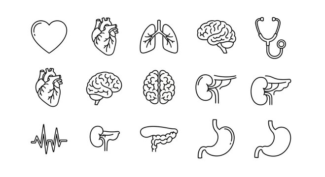 Human Anatomy Icons: Heart, Brain, Lungs, Kidneys, Stomach, Liver, Pancreas, Stethoscope