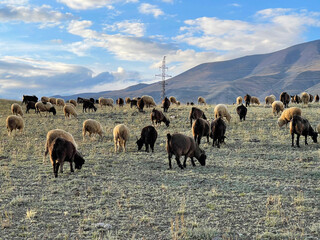 Flock of mountain goat and sheep grazing on a lawn in the mountains in autumn day