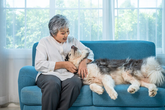 Senior Asian woman smiling while cuddling fluffy Siberian Husky dog on blue sofa