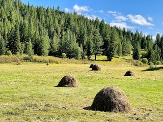 Straw bales on a field near beautiful green cedars