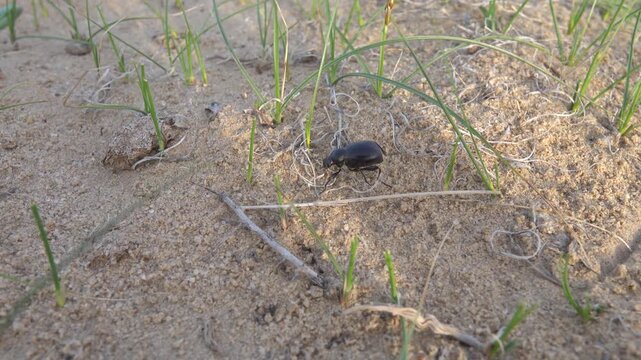 Blaps beetle makes its way through the sand desert. Carex arenaria around. North Kazakhstan